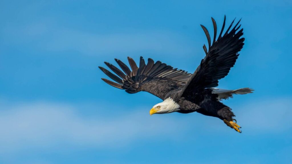 Bald eagle in flight symbolizing Eagle Scout projects – Paceline Law