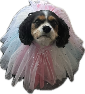 Small dog wearing clothing representing how even non-threatening dogs can pose risks to cyclists